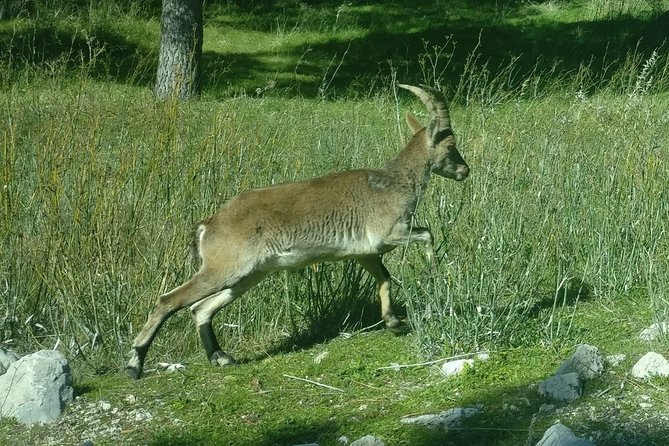 Donana National Park and El Rocío: Private Tour From Seville - Discovering El Rocío Village
