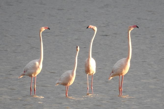 Doñana National Park in 4x4 and El Rocío - Small Group Adventure From Seville