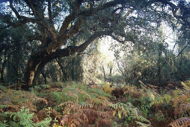Doñana National Park in 4x4 and El Rocío - Itinerary and Duration Details