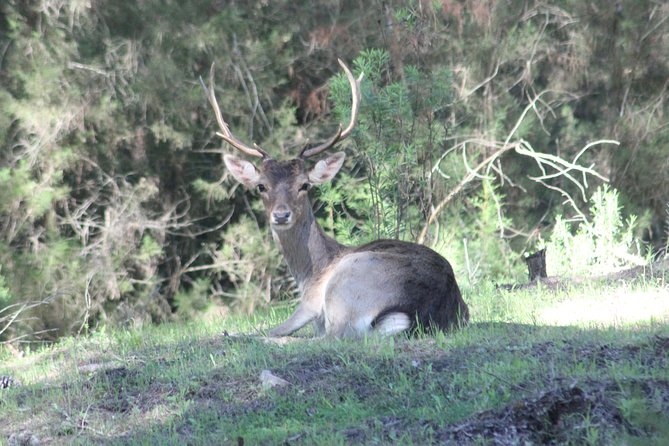 Donana National Park & Matalascanas Guided Tour From Seville - Traveler Experiences