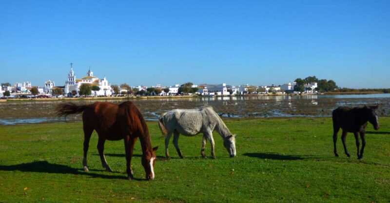 Doñana National Park Off-Road Tour From Seville - Pilgrimage Town of El Rocío