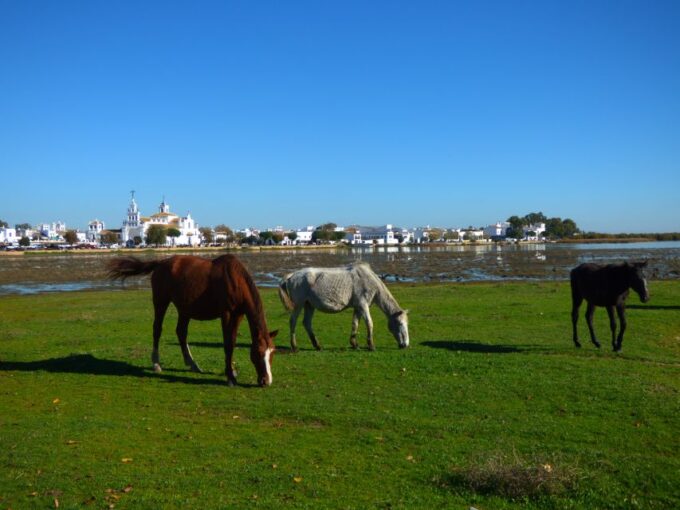 Doñana National Park Off-Road Tour From Seville - Endangered Species Spotting