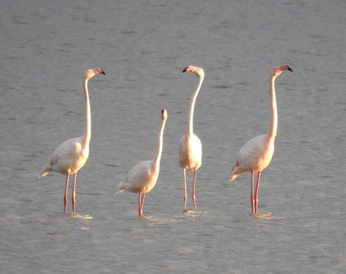 Doñana National Park Off-Road Tour From Seville - Frequently Asked Questions