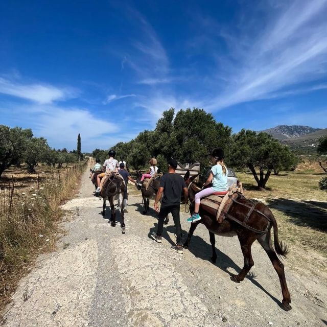 Donkey Riding - Brief & Easy Ride - Age and Weight Limits