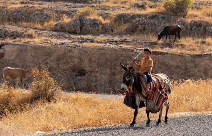 Donkey Safari and Village Tour With Lunch - Traditional Turkish Lunch
