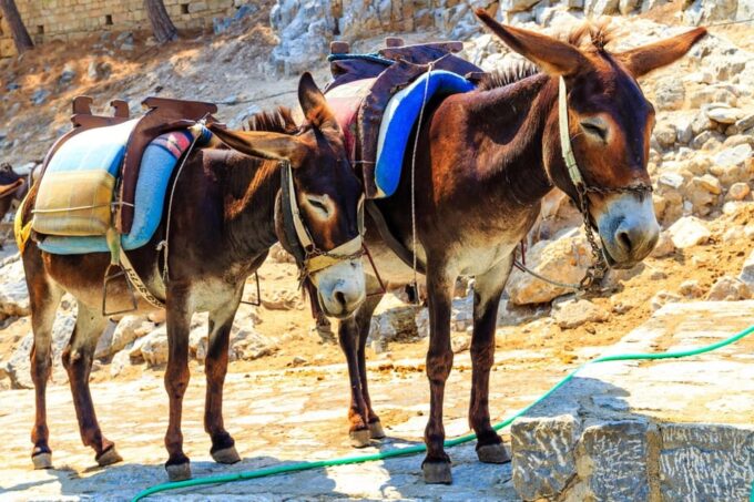 Donkey Safari and Village Tour With Lunch - Hospitality and Local Insights