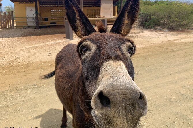 Donkey Sanctuary Tour With a Local Guide - Tour Details and Logistics