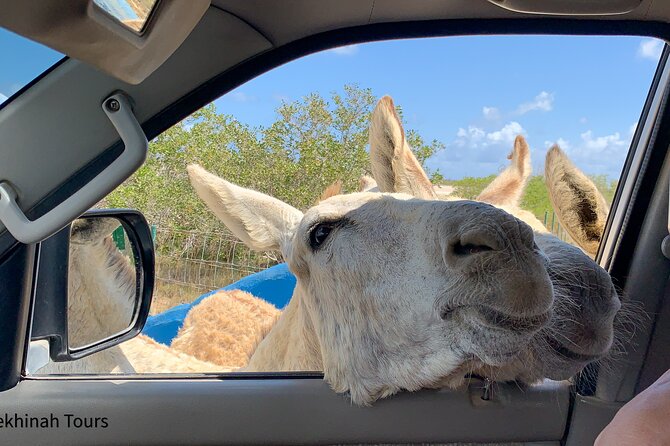Donkey Sanctuary Tour With a Local Guide - Feeding and Interacting With Donkeys
