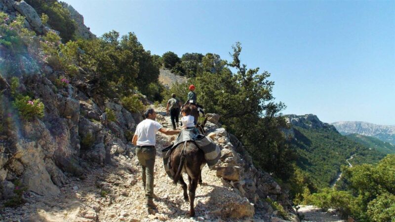 Donkey Walk in Suttaterra Forest From Dorgali - Highlights of the Trek