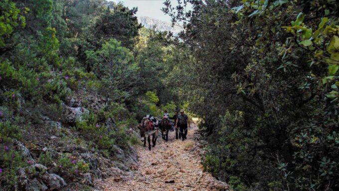 Donkey Walk in Suttaterra Forest From Dorgali - Frequently Asked Questions