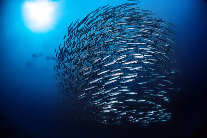 Double Dive Elba Island - Meeting and Pickup Details