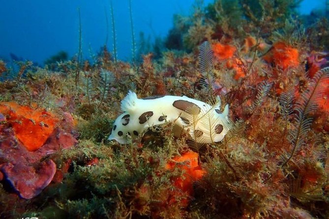 Double Dive in the Algarve. Dont Stop on the Beach! - Discover Vibrant Marine Life