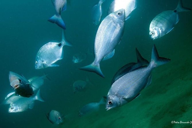 Double Dive in the Algarve. Dont Stop on the Beach! - Included Gear and Refreshments