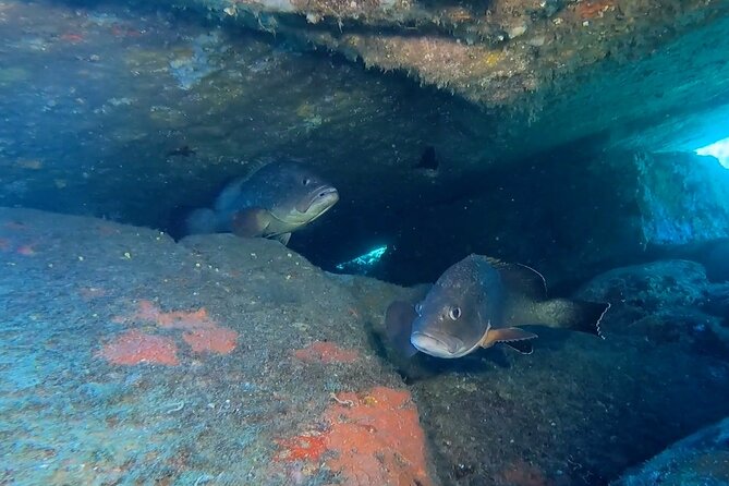 Double Dive in the Capo Carbonara Marine Protected Area, for Patents. - Meeting and Pickup