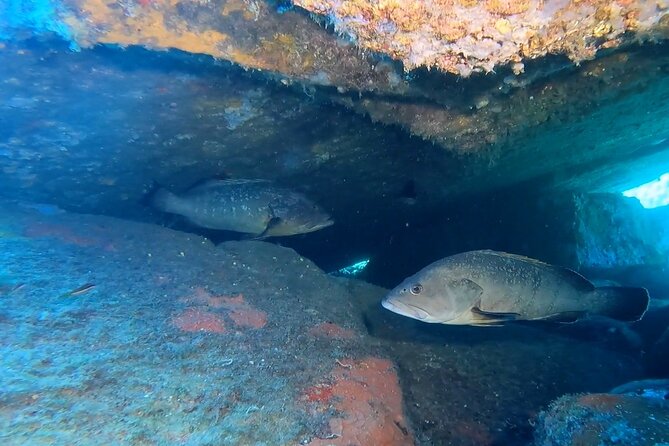 Double Dive in the Capo Carbonara Marine Protected Area, for Patents. - Additional Information