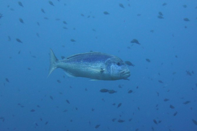 Double Dive in the Capo Carbonara Marine Protected Area, for Patents. - Diving in Capo Carbonara