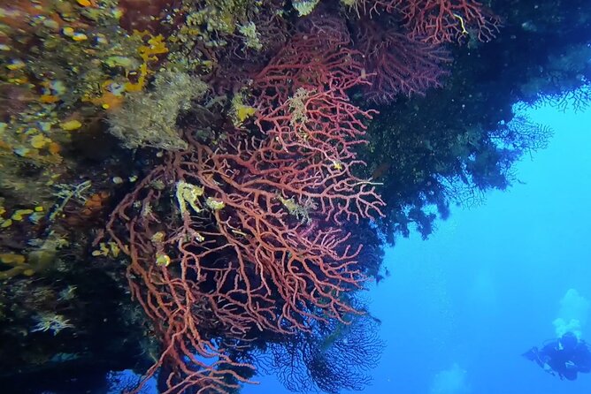 Double Dive in the Capo Carbonara Marine Protected Area, for Patents. - Marine Protected Area