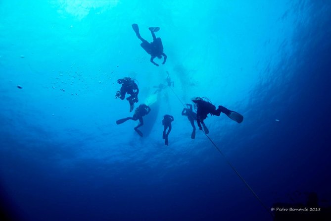 Double Dive the Fantastic Ocean Revival Park - Meeting and Pickup
