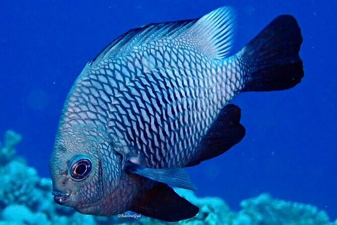 Double Diving Adventure Exploration for Certified Divers - Frequently Asked Questions