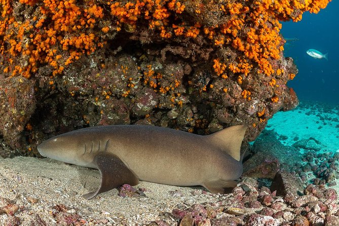 Double Diving in Sal Island - Half Day - Diving Equipment Included