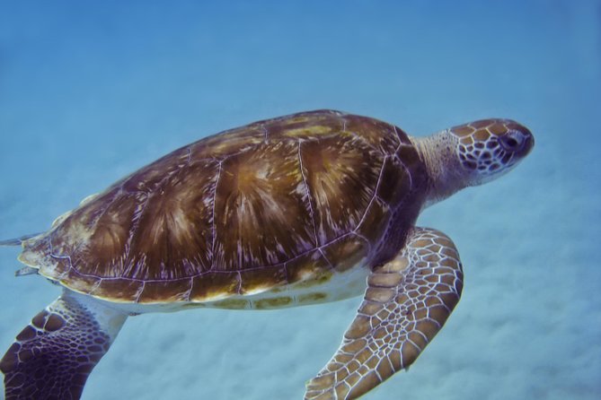Double Reef Snorkel, Dolphin & BBQ - Age and Weight Restrictions