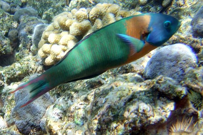 Double Reef Snorkel, Dolphin & BBQ - Cancellation Policy