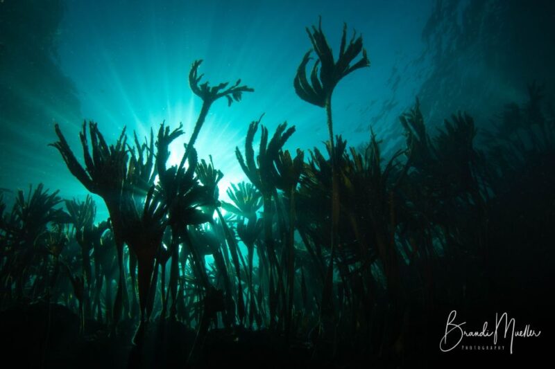 Double Scuba Dive on a Marine Reserve - Overview of Dive Experience