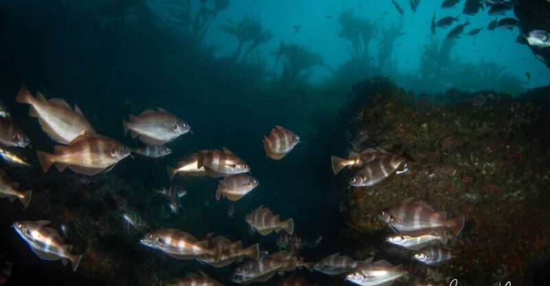 Double Scuba Dive on a Marine Reserve - Diving Certifications and Supervision