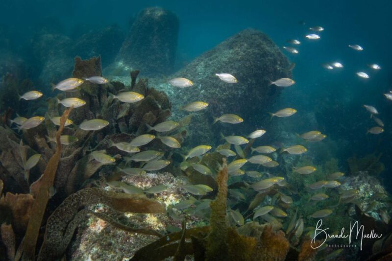 Double Scuba Dive on a Marine Reserve - Whats Included and Excluded