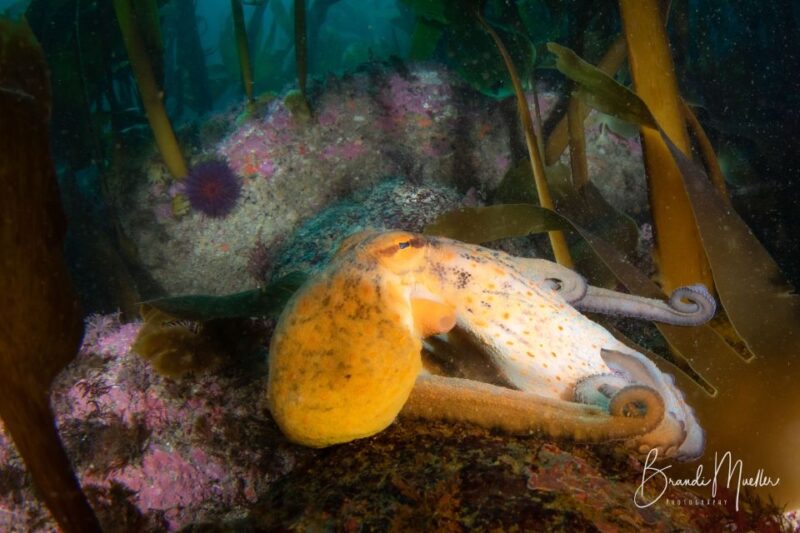 Double Scuba Dive on a Marine Reserve - Dive Duration and Group Size
