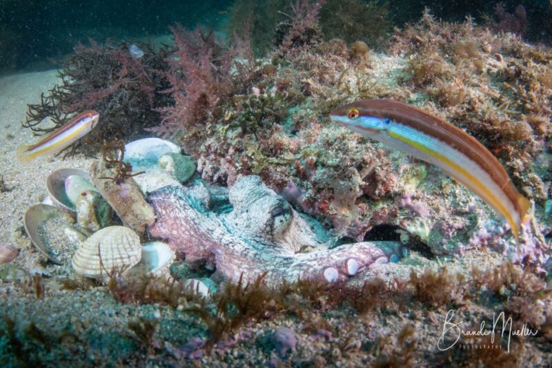 Double Scuba Dive on a Marine Reserve - Cancellation Policy and Customer Ratings