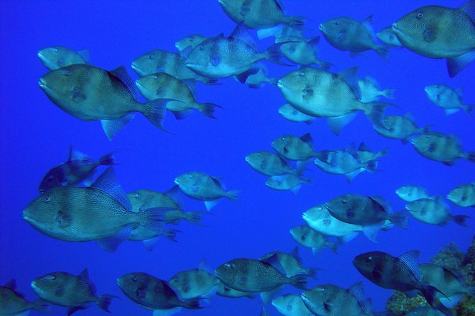 Double Scuba Diving - About Double Scuba Diving
