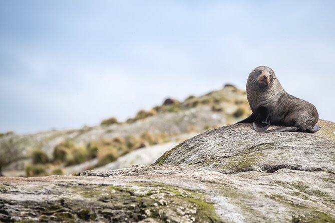 Doubtful Sound Wilderness Cruise From Queenstown - Witness Natures Breathtaking Beauty
