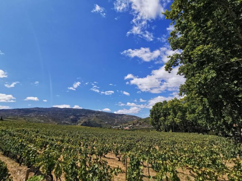 Douro Exclusive: Tour Approaching - Pickup and Transfer