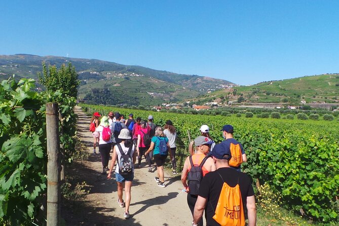 Douro: Luxury Walking Tour With Full Lunch at Quinta Da Pacheca - Transportation and Accessibility