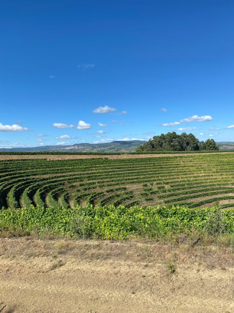 Douro: Luxury Walking With Full Lunch at Quinta Do Portal - Key Points