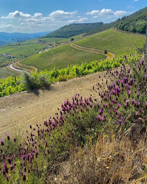 Douro: Luxury Walking With Full Lunch at Quinta Do Portal - Accessibility and Booking