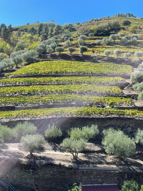 DOURO: TOUR FD DOURO VINEYARD MERCEDES V EXT LONG - Key Points