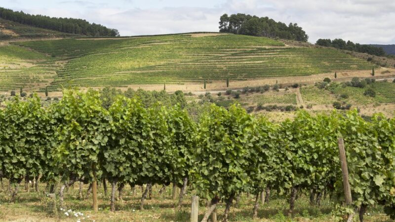 Douro Valley: 3 Vineyards Private Experience - Itinerary and Highlights