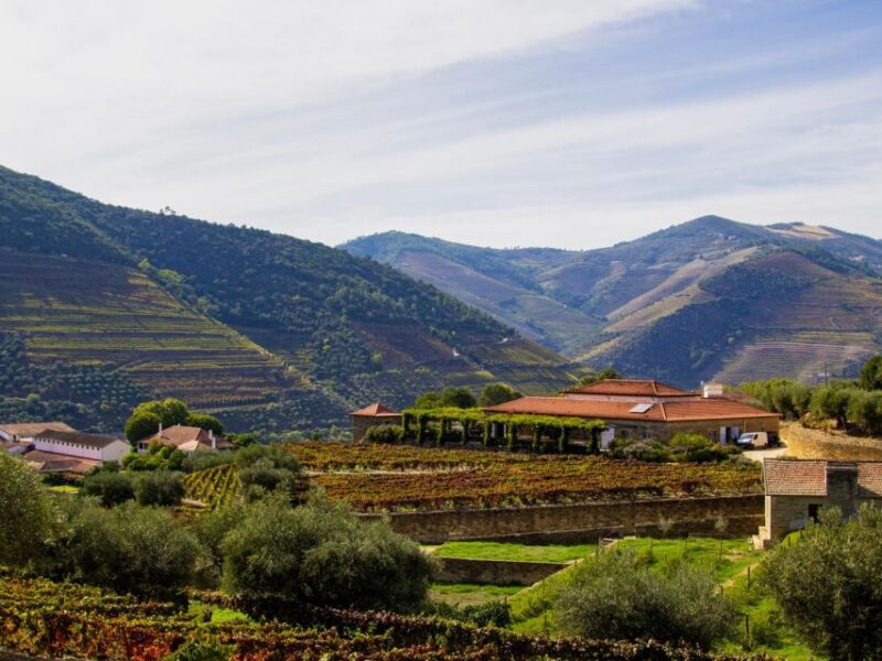 Douro Valley: 3 Vineyards Private Experience - Important Information and Recommendations
