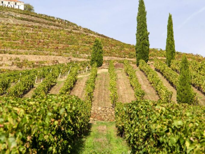Douro Valley: 3 Vineyards Private Experience - Winery Visits and Tastings