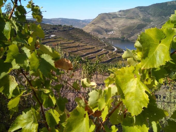 Douro Valley & Amarante - From Porto or Guimarães - Customer Feedback