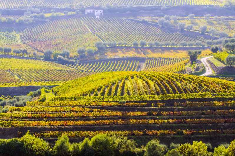 Douro Valley: Discovering the Douro in a Land Rover - Highlights and Experiences
