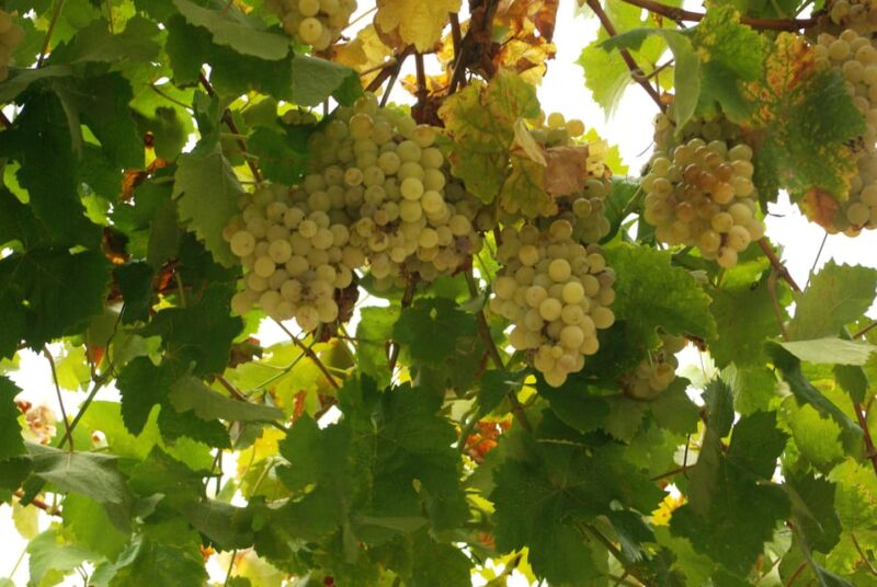 Douro Valley: From Casal De Loivos to Pinhão Walk and Wine - What to Bring