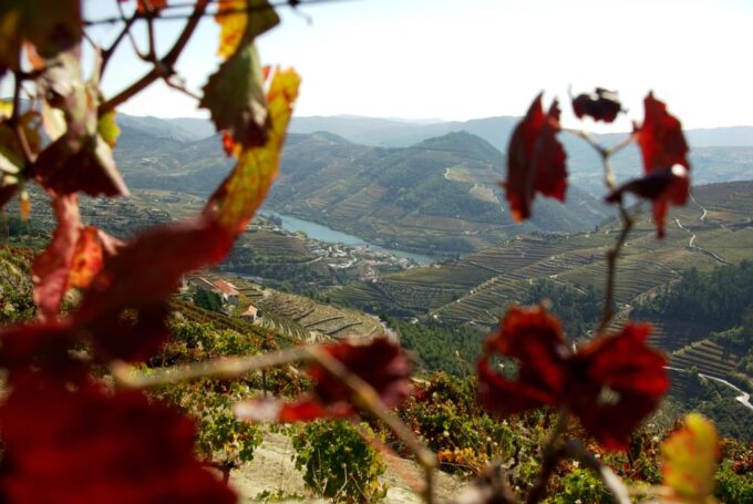 Douro Valley: From Casal De Loivos to Pinhão Walk and Wine - Wine Tastings