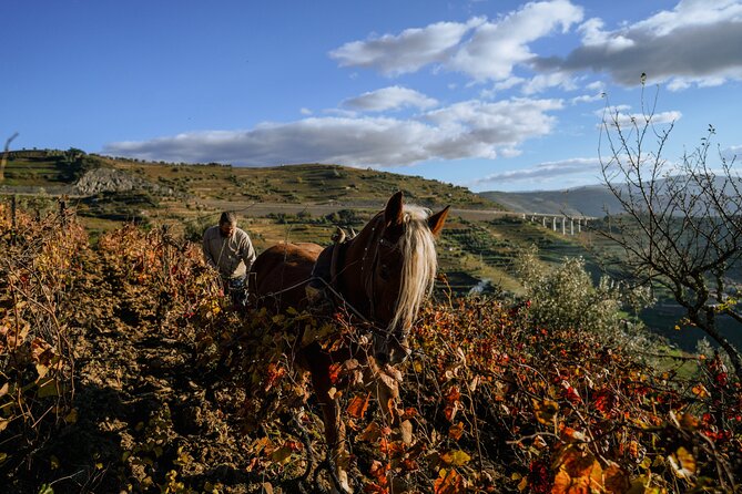 DOURO VALLEY in 8 Pax Groups W/ 2 Wineries, Lunch and 1h Cruise - Admire Riverside Sights and Vineyards