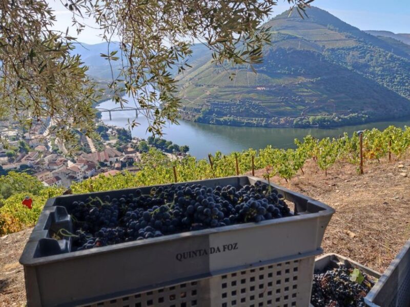Douro Valley : (Pinhão) Quinta Da Foz - Tour&Tasting 5 WINES - Reservation and Cancellation