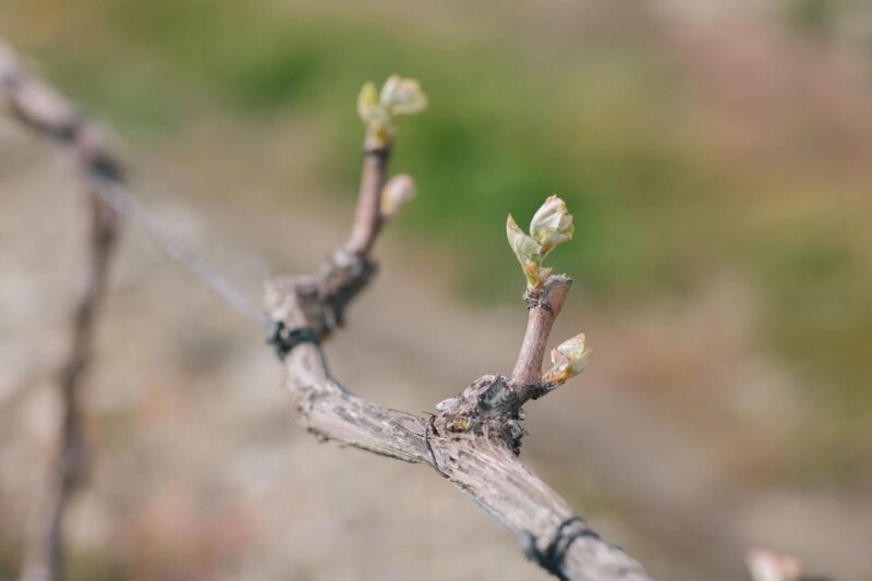 Douro Valley: PORT WINE DISCOVERY JOURNEY - Meeting Information