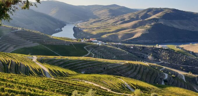 Douro Valley: Premium Full-Day Tour Experience - Indulging in Premium Wine Tastings