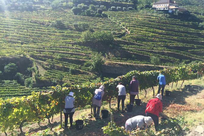 Douro Valley Private Tour - Porto Food and Wine Tour